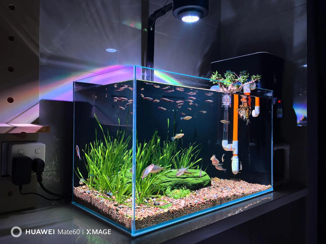 鳑鲏 鱼缸（缸型密度水质与繁殖指南）