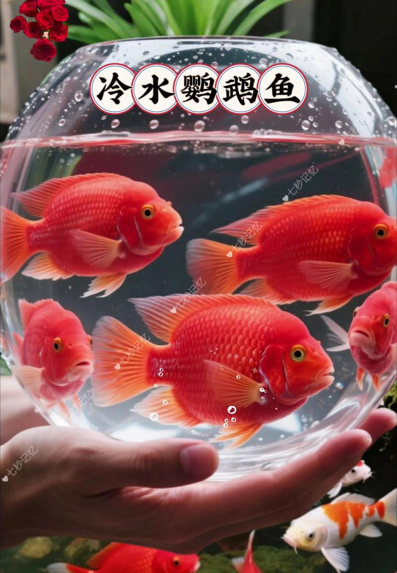 迷你鹦鹉鱼护崽多久（迷你鹦鹉鱼繁育要点与护崽喂养）