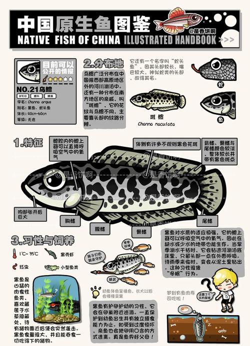 黑尾熊猫鱼怎么分公母（黑尾月光鱼和熊猫鱼性别辨识要点与繁殖时机）