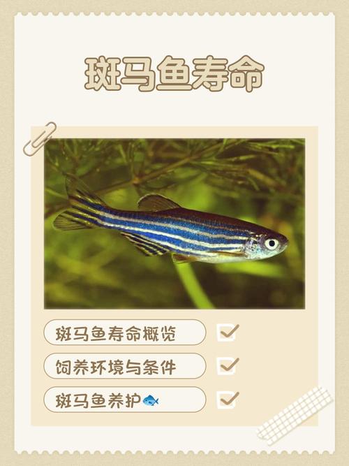 斑马鱼几天不喂会死（幼鱼少量多餐，水质与氧气关键）