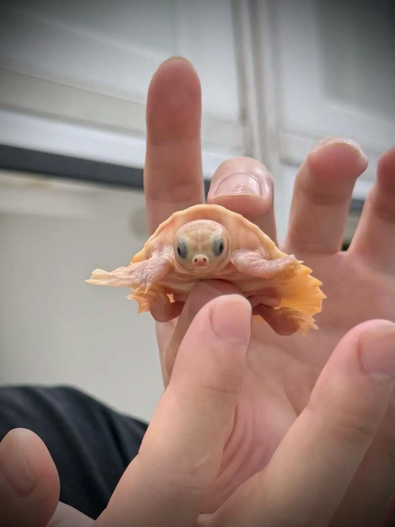 猪鼻龟混养鱼第一名（猪鼻龟混养要点选鱼稳水质分区喂养合规记录）