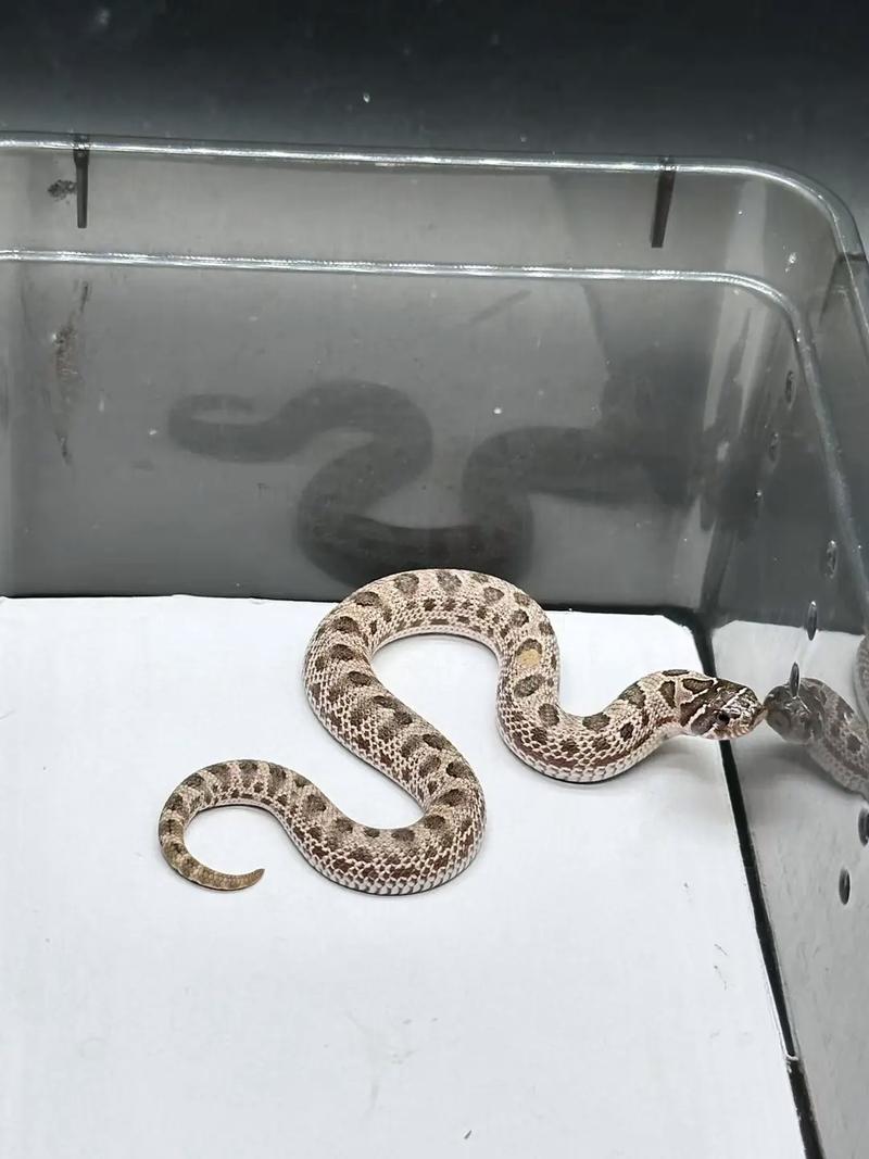 猪鼻蛇吃杜比亚嘛(猪鼻蛇养护要点温顺湿度温度喂养) 猪鼻蛇吃杜比亚嘛(猪鼻蛇养护要点温顺湿度温度喂养)