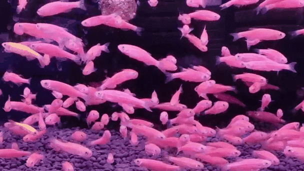 红绿灯和斑马鱼能混养吗（水质遮蔽物草缸养法）