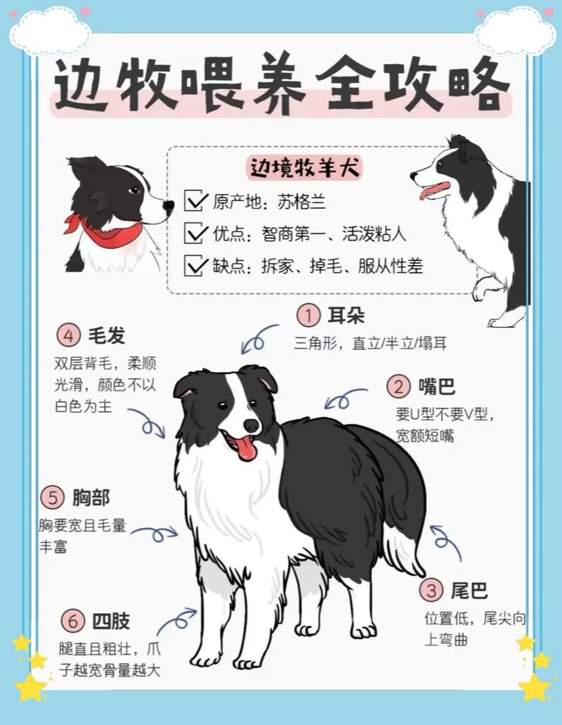 边牧犬的缺点和优点（高智商需大量运动与训练，适合有耐心的家庭）