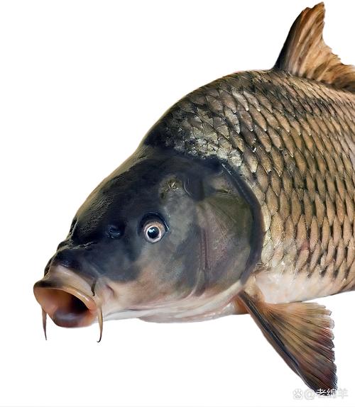 鱼塘里不能养什么鱼（避海水鱼与外来种，分区增氧投喂）