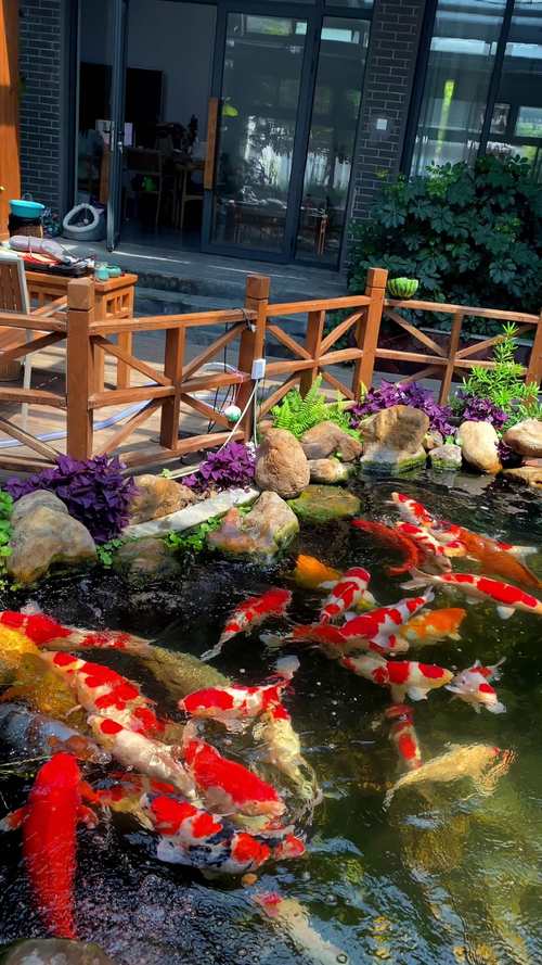 庭院露天鱼池养什么鱼（庭院鱼池养锦鲤草金鱼水质循环换水要点）