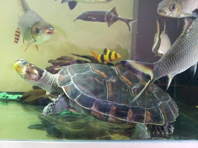 黄头侧颈龟是深水龟吗（黄头侧颈龟养护要点水温水质饮食与混养指南）