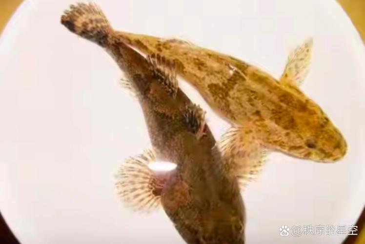 这种鱼为什么不能随便抓(弹涂鱼是水质风向标,禁渔放生规范要遵守)