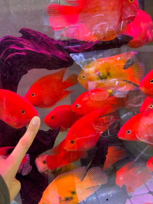 40厘米鱼缸适合养什么鱼(40厘米缸小型热带鱼景观养法稳水质逐步放鱼)