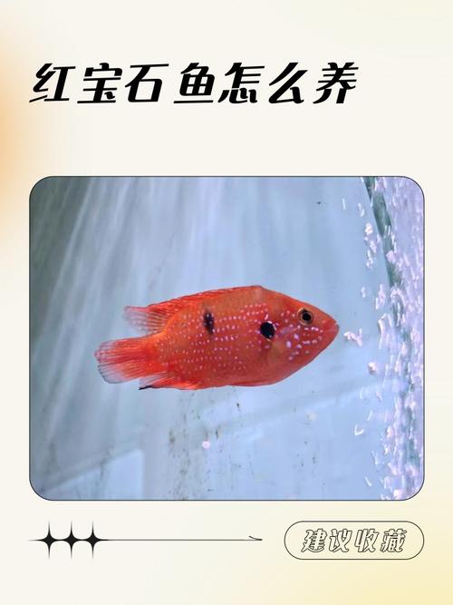红宝石鱼跟什么鱼混养（红宝石鱼混养要点与分层设计）