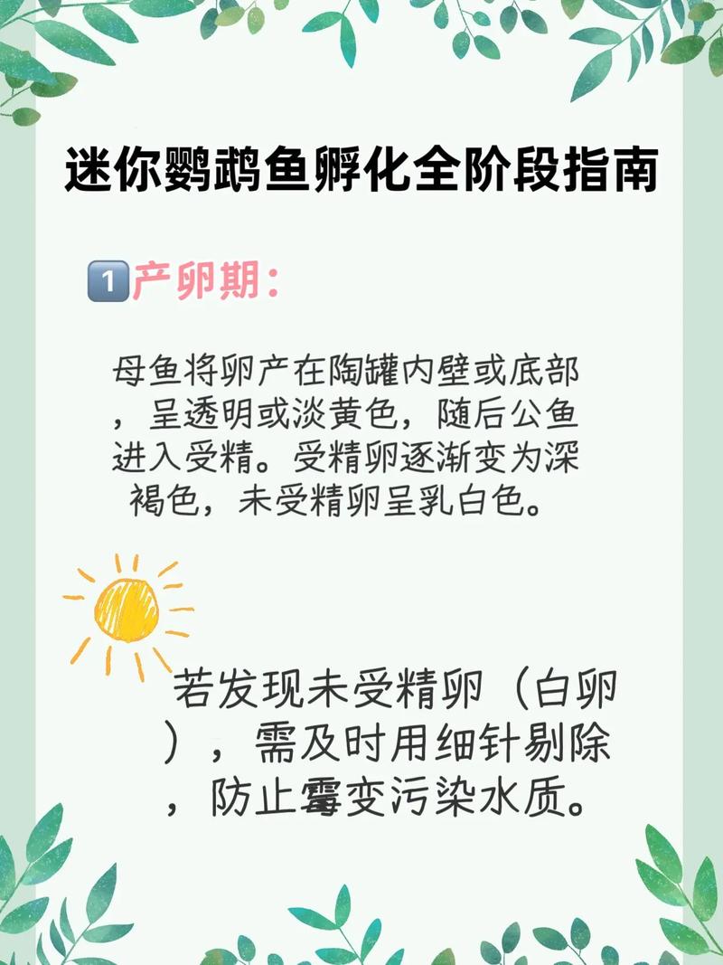 迷你鹦鹉鱼下崽多久把小鱼捞出（鱼卵孵化分缸要点26–28℃水质稳定低密度遮光初期微饵）