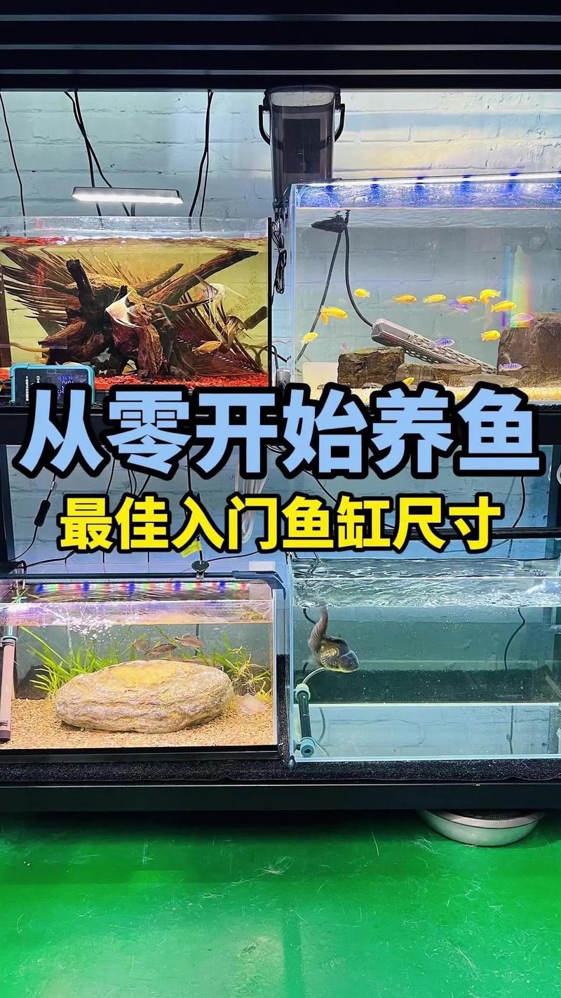 60缸可以养几条15厘米鱼（4条最佳，注重水质与换水）