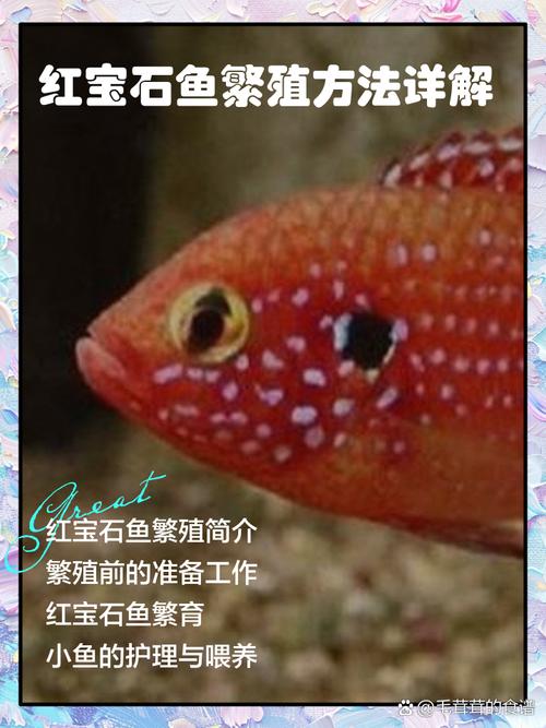 红宝石鱼一缸能养多少（稳妥3-5条原则）