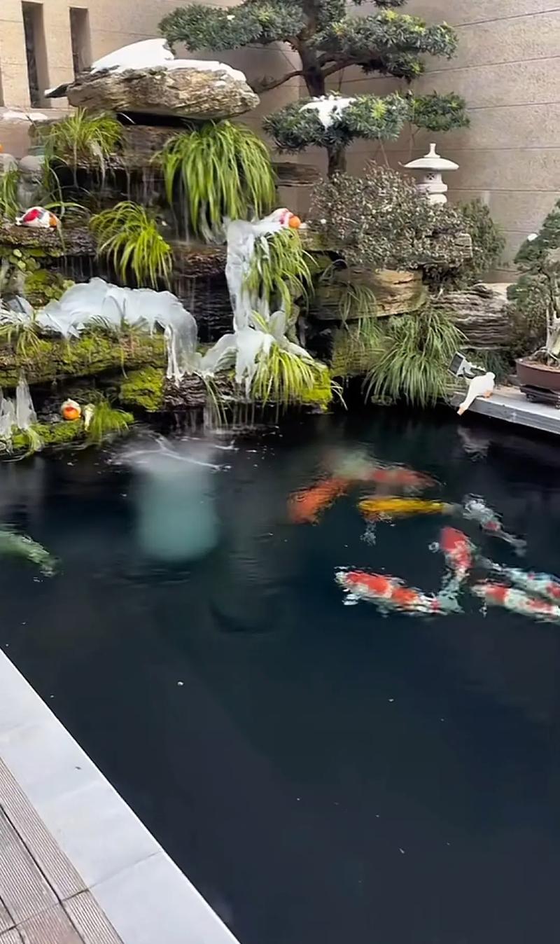 鱼池水深40公分能养锦鲤吗(分区深度循环换水) 鱼池水深40公分能养锦鲤吗(分区深度循环换水)