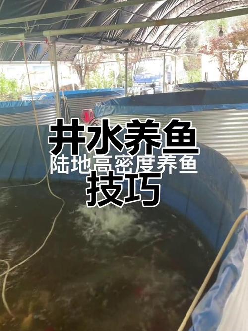 井水和自来水养鱼哪个好（养鱼用水怎么选最稳妥？水质检测与分步换水要点）