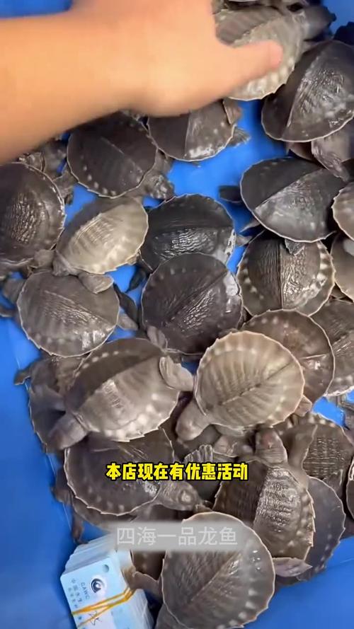 猪鼻龟能活多少年（稳定水温水质规律喂养与寿命提升）