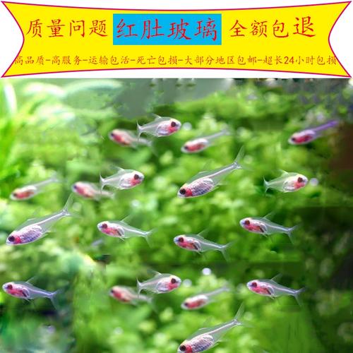 红肚玻璃鱼凶不凶（红肚玻璃鱼养护要点适温水质群养繁殖）