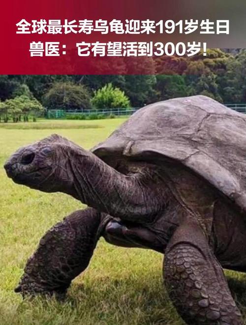 寿命最长的龟1300年(行动起来保护海龟)