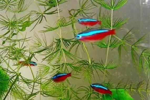 水温30度适合养什么鱼（热带鱼水温溶氧要稳，防高温缺氧与应激）