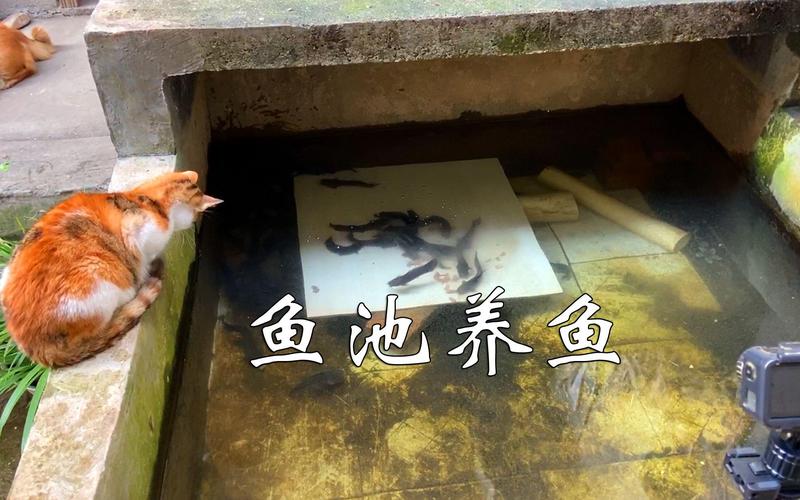 大鱼池里鱼多久不喂（季节喂养频次与七分饱）