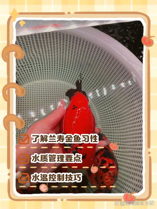 兰寿鱼正确养法（兰寿鱼养护要点宽缸清水适温分季喂养）