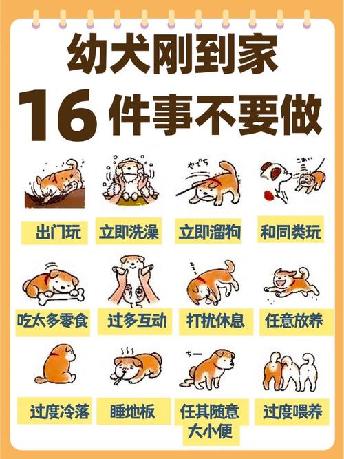 初次养柴犬注意事项（喂养梳毛训练与防护）