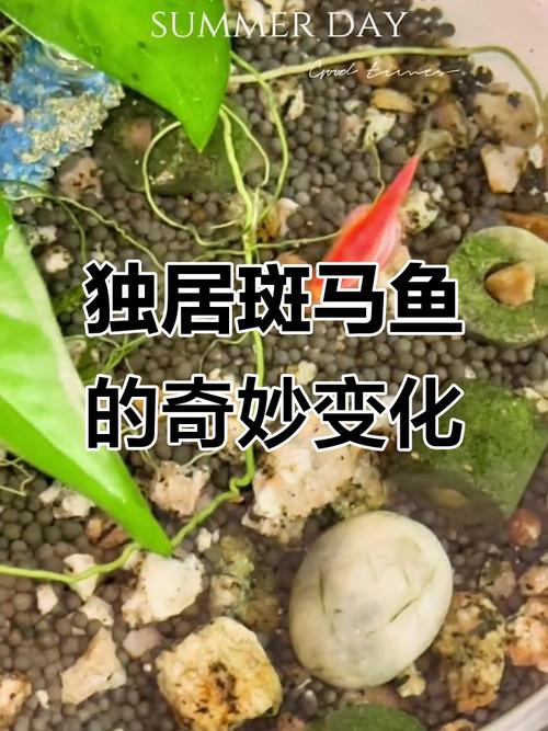 斑马鱼养久了都畸形了(斑马鱼背部微弯原因及解决办法(水质与喂养))