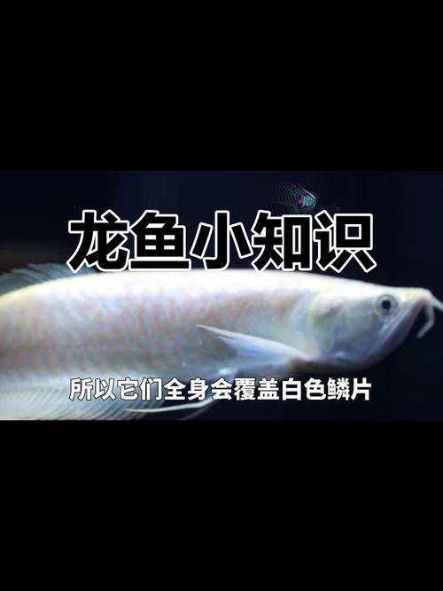 银龙鱼为什么不能随便养（26–30℃水温零氨低亚硝需大缸单养）