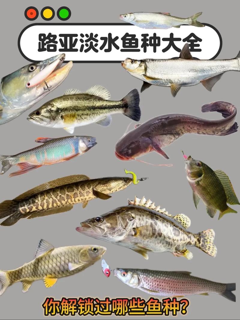 高档淡水鱼养殖品种（区域化品种搭配与阶段目标）