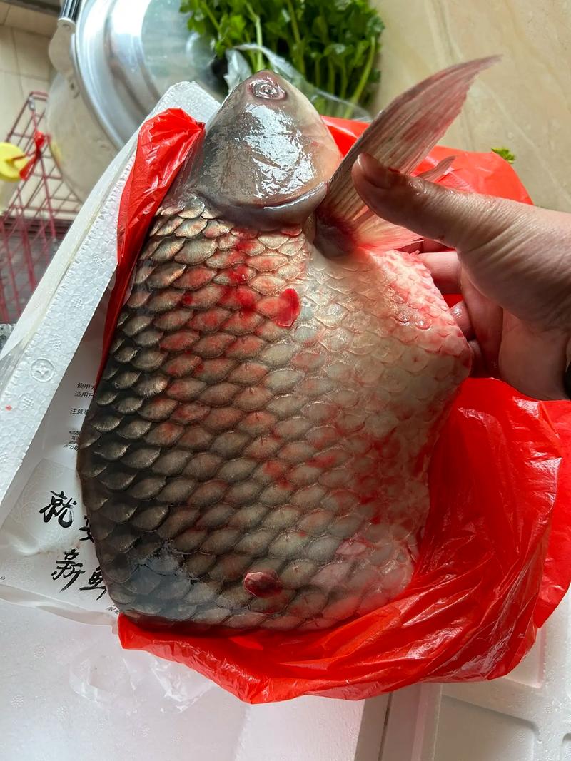 脆脆的蚕豆养大的鱼（脆肉鲩用蚕豆喂养肉质更脆紧可持续养殖要点）