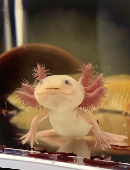 六角恐龙鱼认主人吗（六角恐龙鱼认主到底靠喂食互动还是情感依赖）