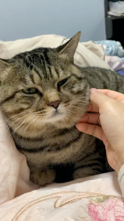 狸花猫喜欢主人经常摸吗（慢慢建立信任，避开敏感部位）