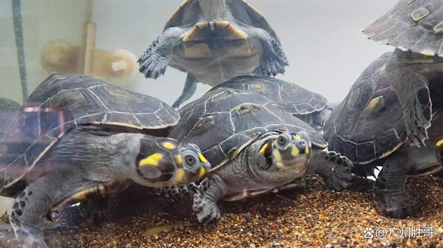 黄头侧颈龟能一直在水里吗（水温湿度喂养与晒背）