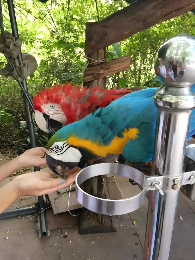 金刚鹦鹉可以和猪鼻龟混养吗（金刚鹦鹉和猪鼻龟混养风险极高，建议单养或分缸）