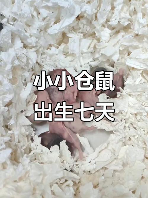 仓鼠快递最多能撑几天(环境要可控,避免跨城风险)