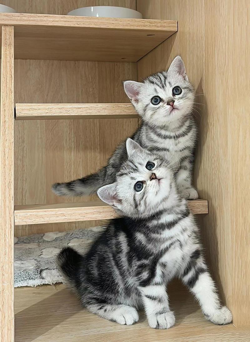 美短猫是什么猫（美短猫温顺聪明护理简单，忙碌家庭理想伙伴）