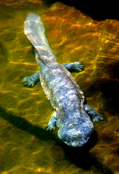 娃娃鱼大鲵水深1米可以养吗（娃娃鱼养殖须知合规持证水质与喂养要点）