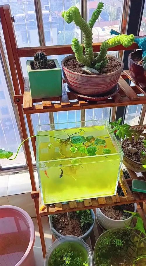 鱼缸养鱼冬天怎么办（冬季养鱼控温稳水要点与喂养换水策略）