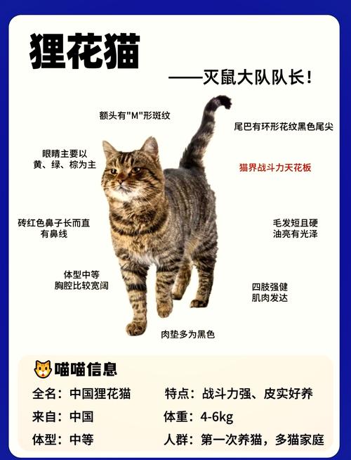 狸花猫智商排第几名（日常陪伴与训练提升狸花猫智商的真相）