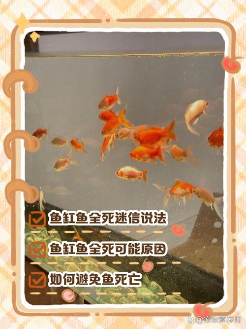 鱼缸养鱼为什么老死鱼（稳水质定期检测分区养护）