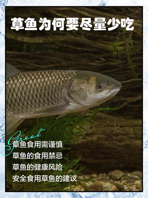 草鱼冬天不吃东西吗(控温增氧与适量投喂) 草鱼冬天不吃东西吗(控温增氧与适量投喂)