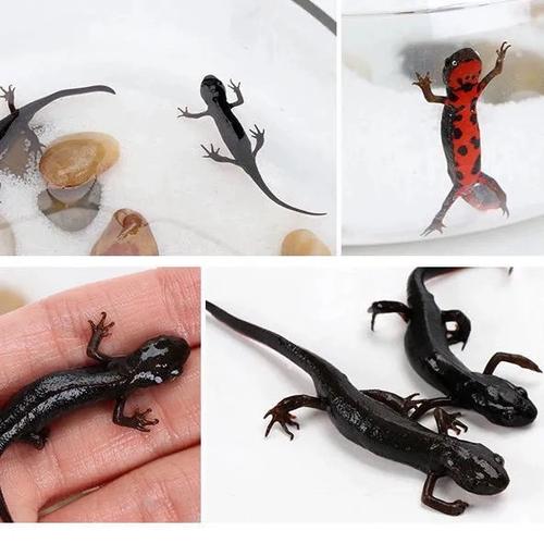 小火龙蝾螈会咬人吗（安全互动与可持续选购）