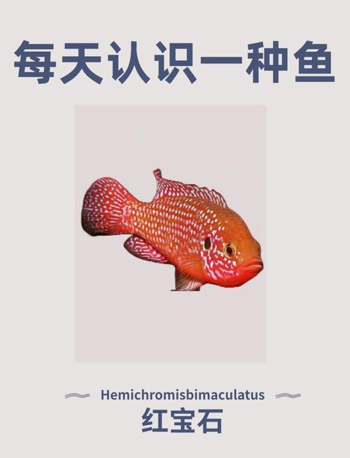 红宝石鱼饲养方法（20-26°C水温pH≈7换水三分之一）