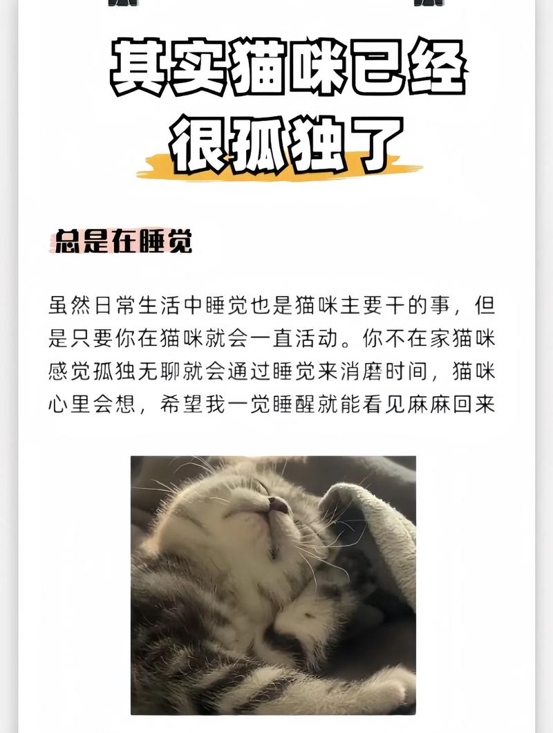 猫一个人在家会孤独吗（互动留味物灯光与音乐照看要点）