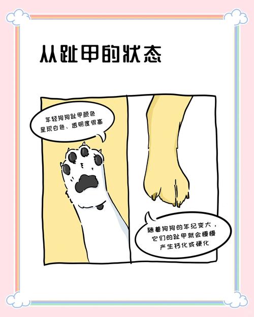 泰迪5个月换牙顺序图（泰迪犬换牙时间线与口腔护理要点）