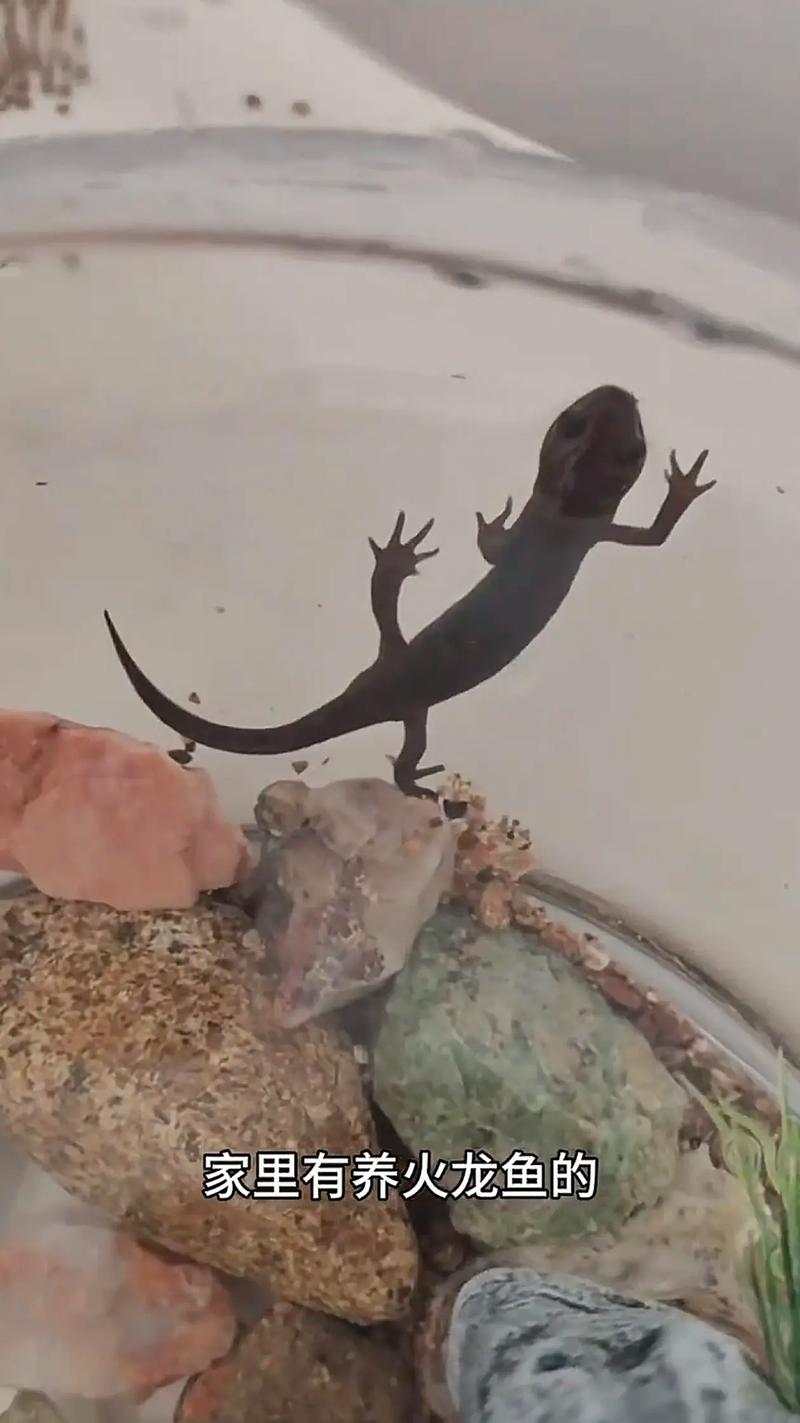 火龙鱼蝾螈吃小鱼吗（活食偏好缸设水温与混养风险）