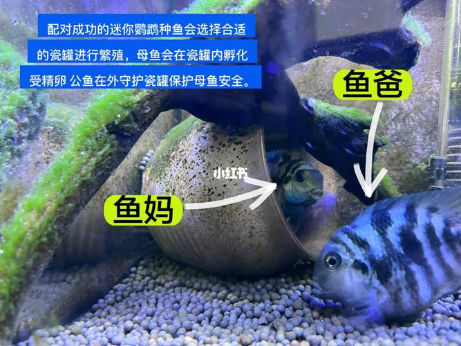 迷你鹦鹉鱼繁殖要稳温稳水稳光与产卵周期要点