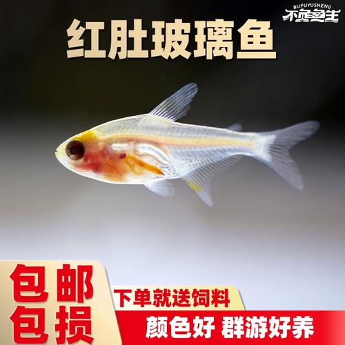 红肚玻璃灯鱼吃虾是怎么回事(红肚玻璃灯鱼饲养与繁殖要点) 红肚玻璃灯鱼吃虾是怎么回事(红肚玻璃灯鱼饲养与繁殖要点)