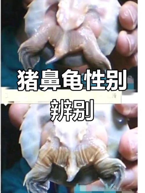 猪鼻龟不让养了怎么处理(猪鼻龟等受保护,请勿私养,按正规流程报备处置)