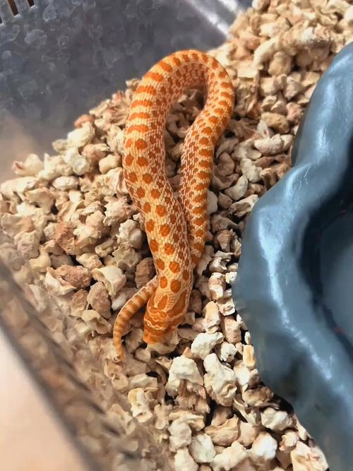 猪鼻蛇喷气拒食(环境温湿度喂食与就医要点) 猪鼻蛇喷气拒食(环境温湿度喂食与就医要点)